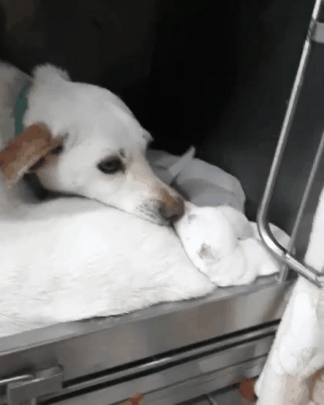 유기견 보호소에서 새끼를 낳은 3살 흰둥이.. (공고 종료.안락사 확정) | 인스티즈