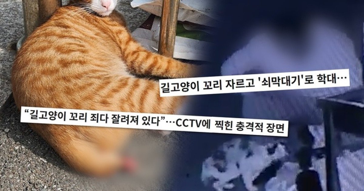 길고양이 잔혹 학대...유명 디저트 카페 셰프, 대체 누구? (궁금한 이야기 Y) | 인스티즈