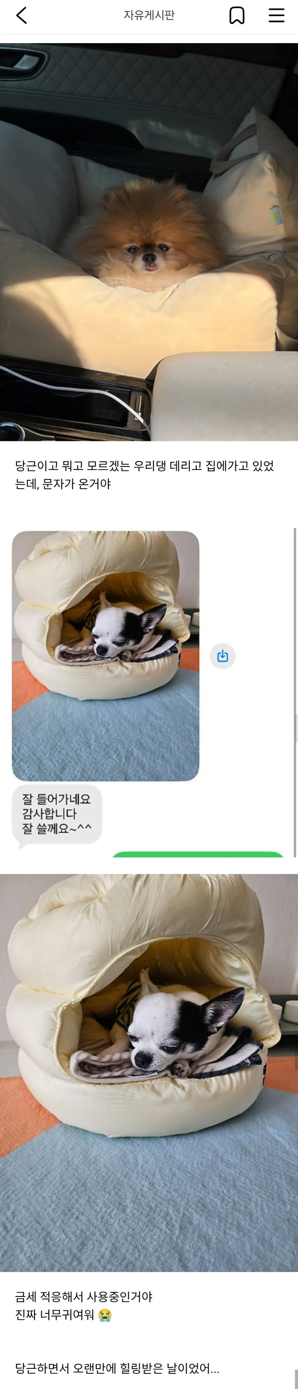 진짜 평화로운 당근마켓 근황 | 인스티즈