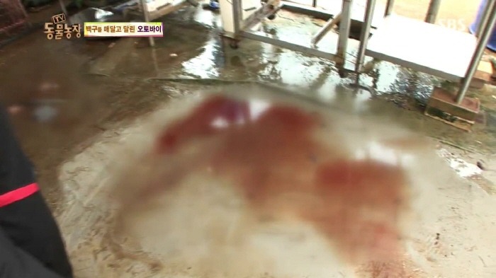 [TV동물농장] 동물농장에서 방송된 인천의 한 개 도축장의 현실.jpg | 인스티즈