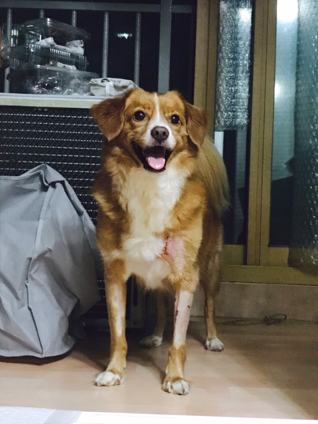 진돗개에게 물려 강아지와 어머님이 심각한 상태입니다. 뻔뻔한 가해견주의 태도를 한번만 봐주세요. (요약있음) (상처사진 주의) | 인스티즈