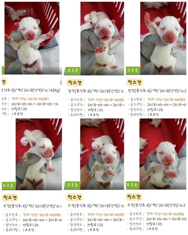 유기견 보호소에서 새끼를 낳은 3살 흰둥이.. (공고 종료.안락사 확정) | 인스티즈