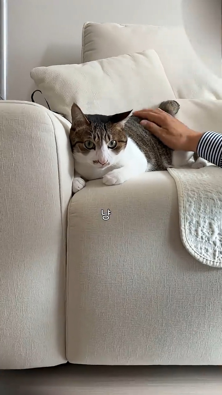 고양이 궁팡하면서 트월킹하는 아저씨 | 인스티즈