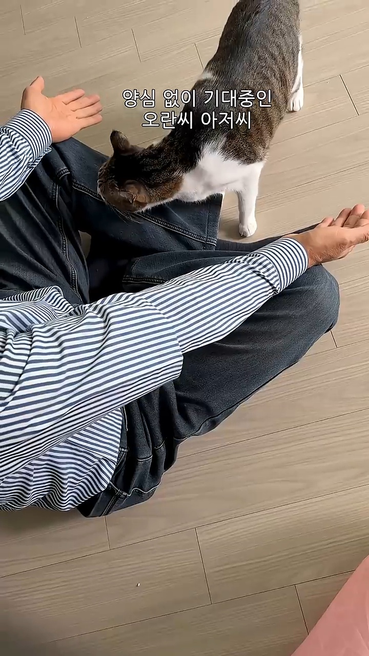 고양이 궁팡하면서 트월킹하는 아저씨 | 인스티즈