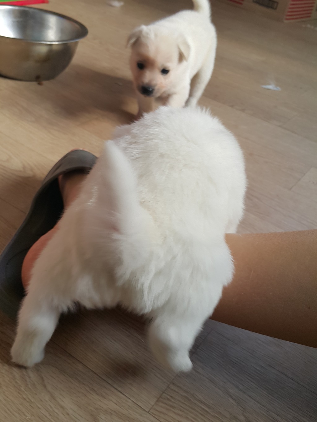 강아지 궁댕이 | 인스티즈
