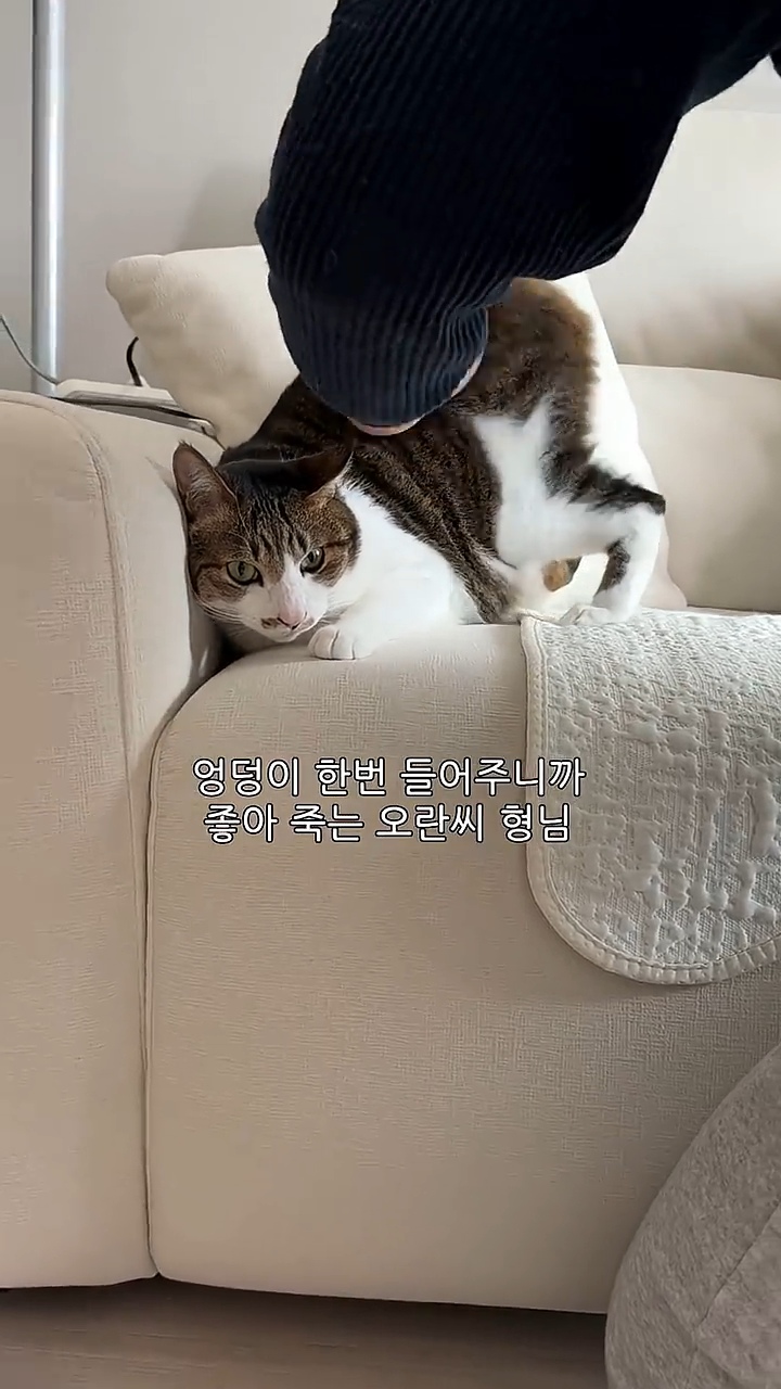 고양이 궁팡하면서 트월킹하는 아저씨 | 인스티즈