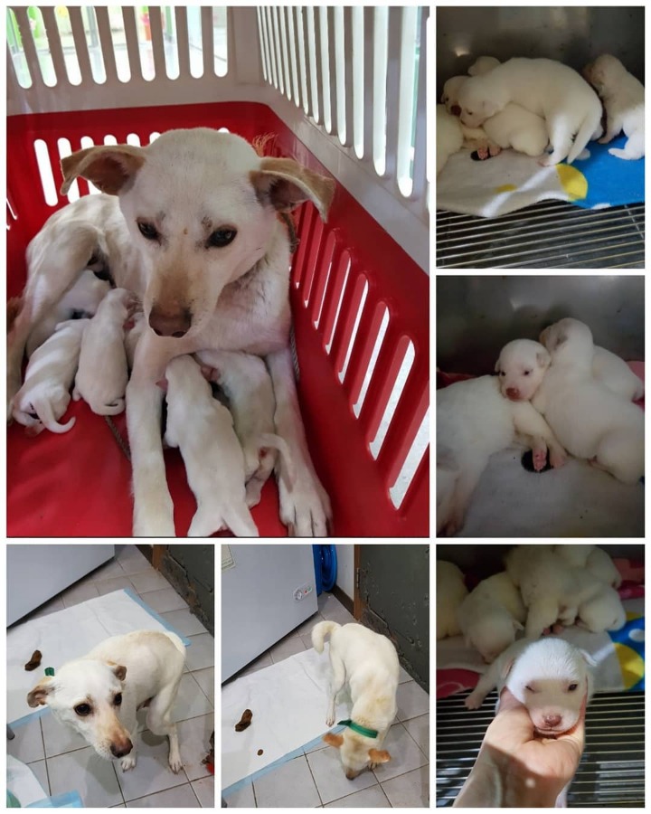 유기견 보호소에서 새끼를 낳은 3살 흰둥이.. (공고 종료.안락사 확정) | 인스티즈