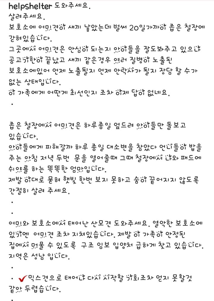 유기견 보호소에서 새끼를 낳은 3살 흰둥이.. (공고 종료.안락사 확정) | 인스티즈