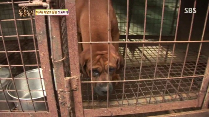 [TV동물농장] 동물농장에서 방송된 인천의 한 개 도축장의 현실.jpg | 인스티즈