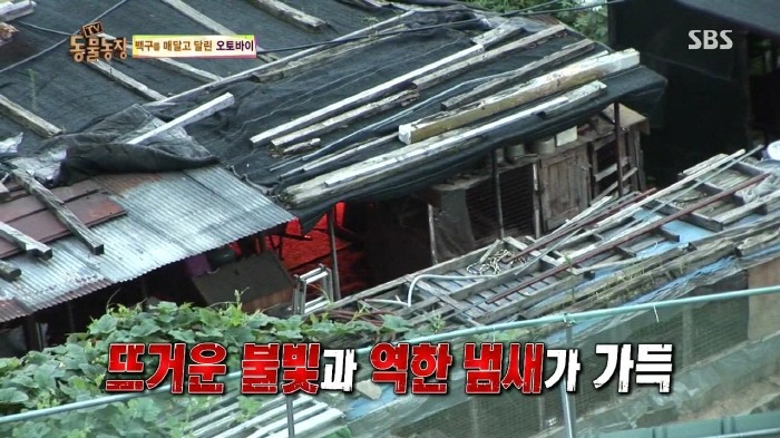 [TV동물농장] 동물농장에서 방송된 인천의 한 개 도축장의 현실.jpg | 인스티즈