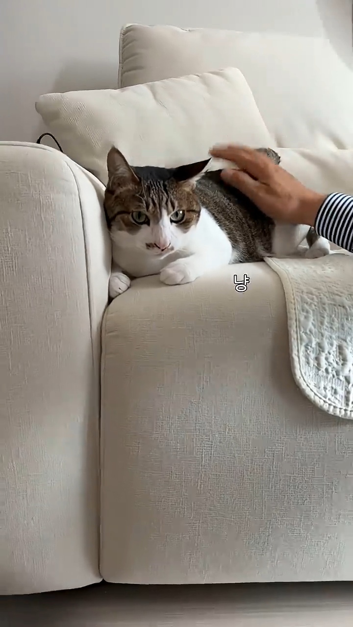 고양이 궁팡하면서 트월킹하는 아저씨 | 인스티즈