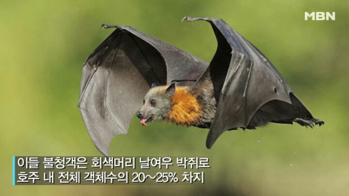 자기가 군생활 하는동안에 목격한 보기힘든 자연물을 적어보자.jpg (혐오주의) | 인스티즈