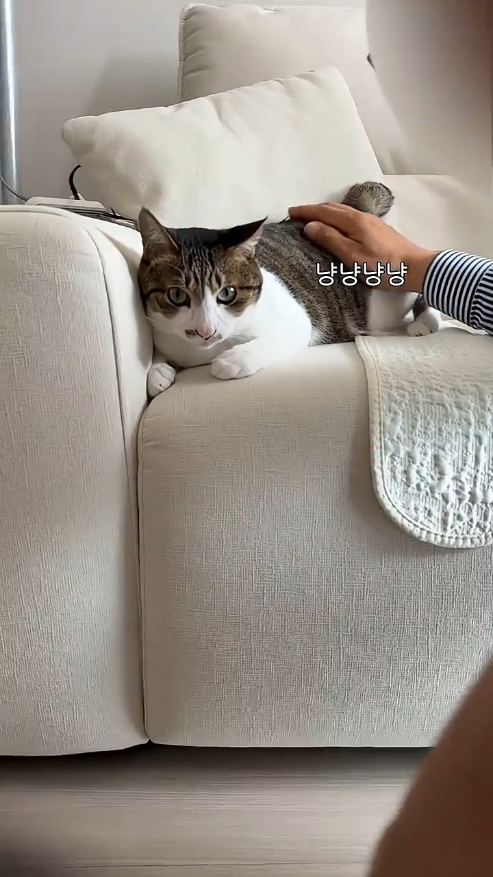 고양이 궁팡하면서 트월킹하는 아저씨 | 인스티즈