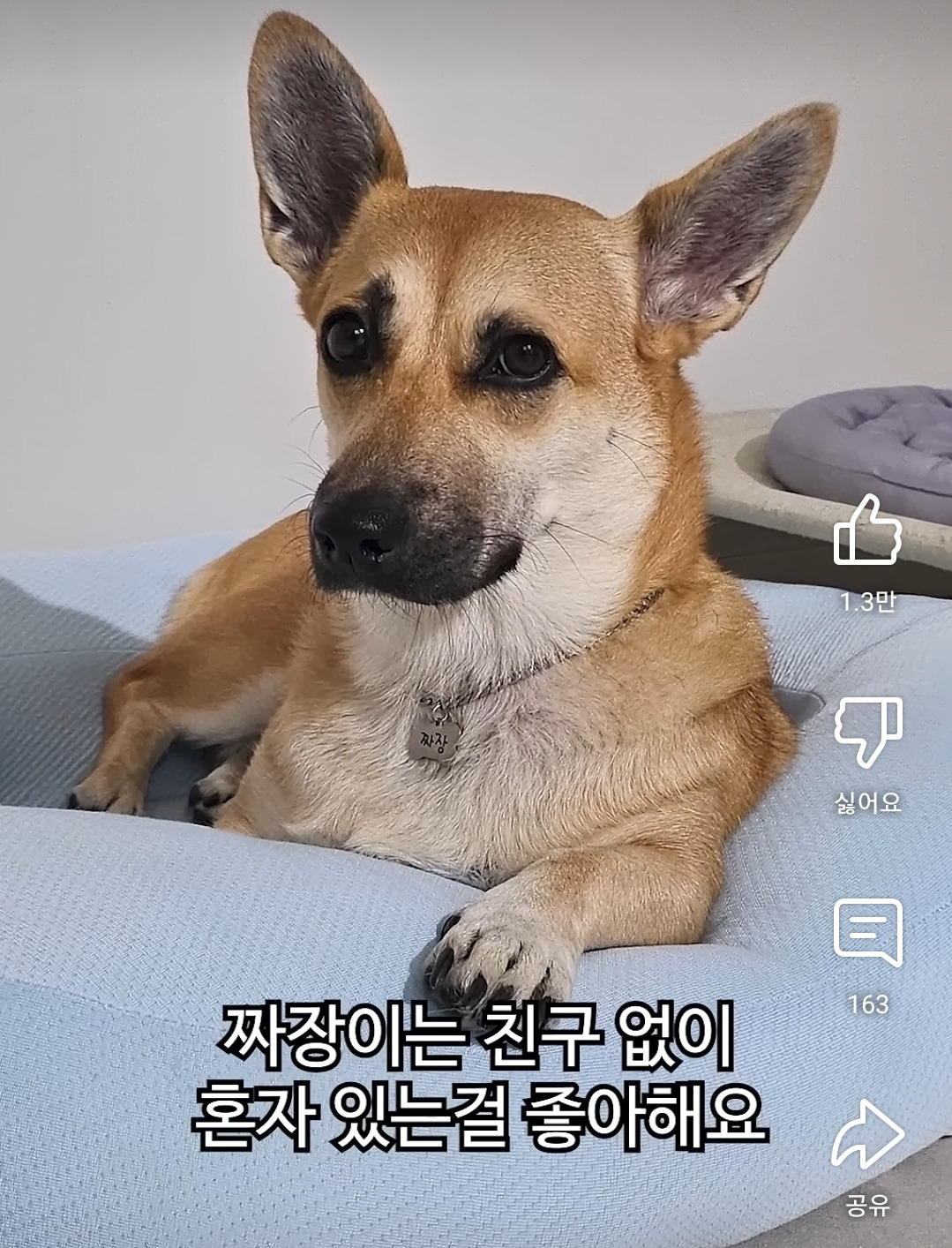 임보가 어려운 강아지들만 골라서 임보하는 유튜버 | 인스티즈