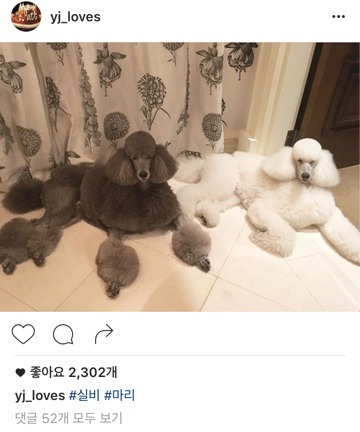 자신이 키우는 반려견에게 펫샵을 선물한 남자.jpg | 인스티즈
