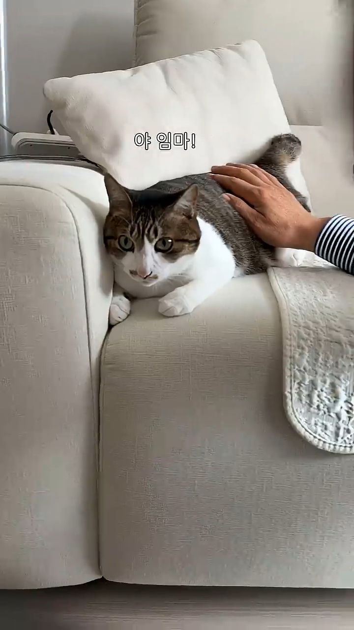 고양이 궁팡하면서 트월킹하는 아저씨 | 인스티즈