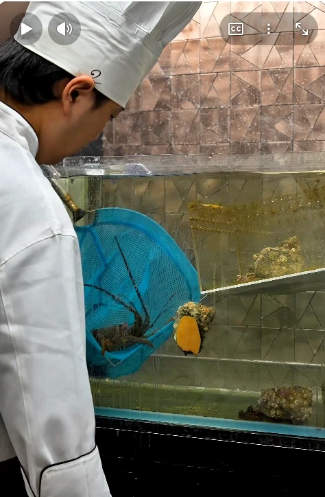 일본 33만원 철판 오마카세 영상 댓글 반응이 별로였던 이유 | 인스티즈