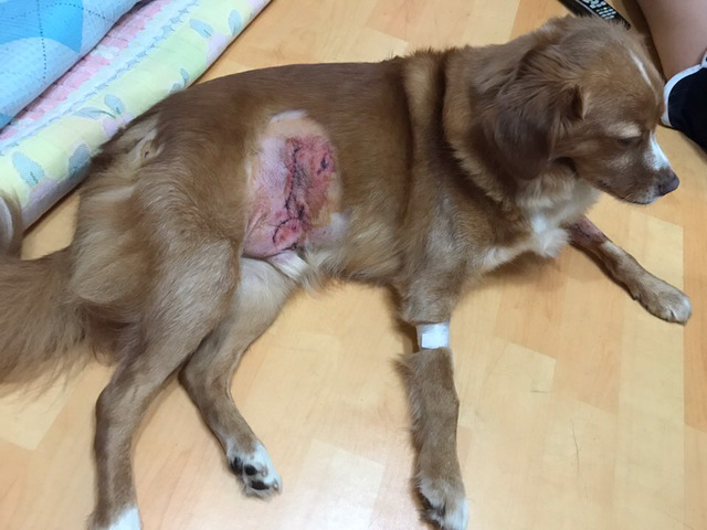 진돗개에게 물려 강아지와 어머님이 심각한 상태입니다. 뻔뻔한 가해견주의 태도를 한번만 봐주세요. (요약있음) (상처사진 주의) | 인스티즈