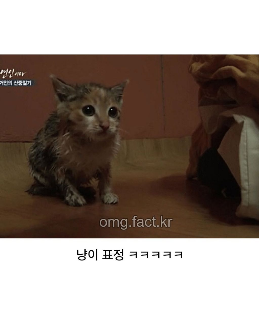 나는 자연인이다에서 나온 냥빨 | 인스티즈