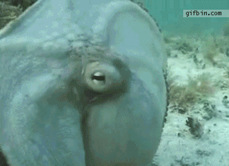 신기한 장면들.jpgif | 인스티즈