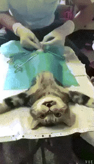 내가 고자라니.....gif | 인스티즈