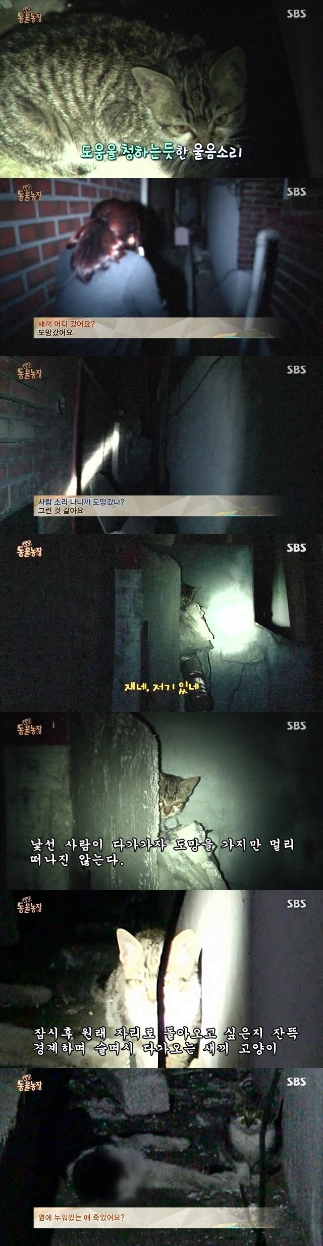 양아버지를 잃은 고양이ㅠㅠ | 인스티즈