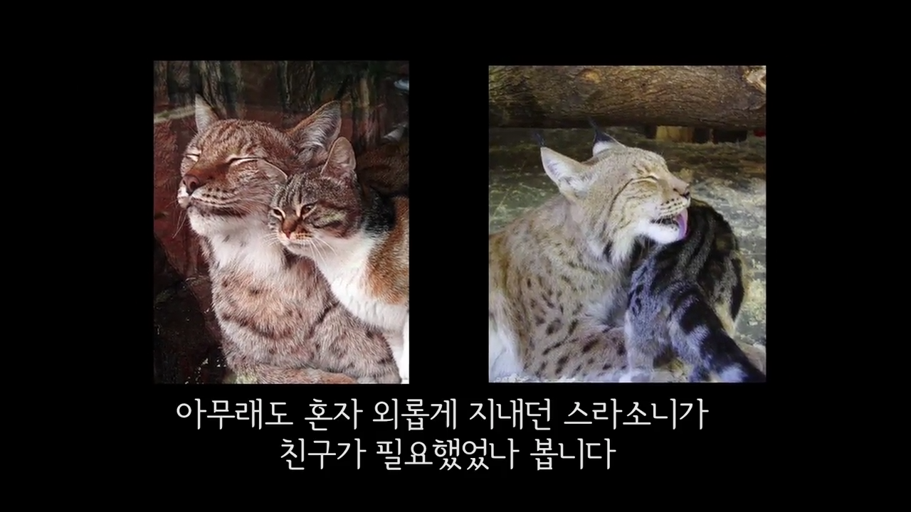 스라소니(고양이과 맹수)가 사는 동물원 우리에 빠진 길고양이.jpg | 인스티즈