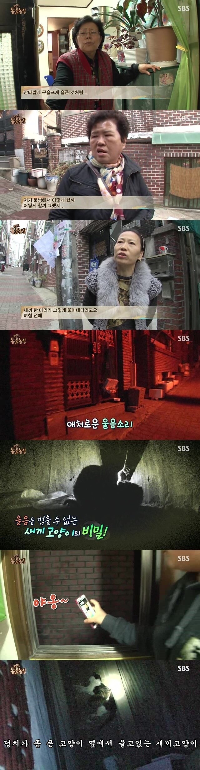 양아버지를 잃은 고양이ㅠㅠ | 인스티즈