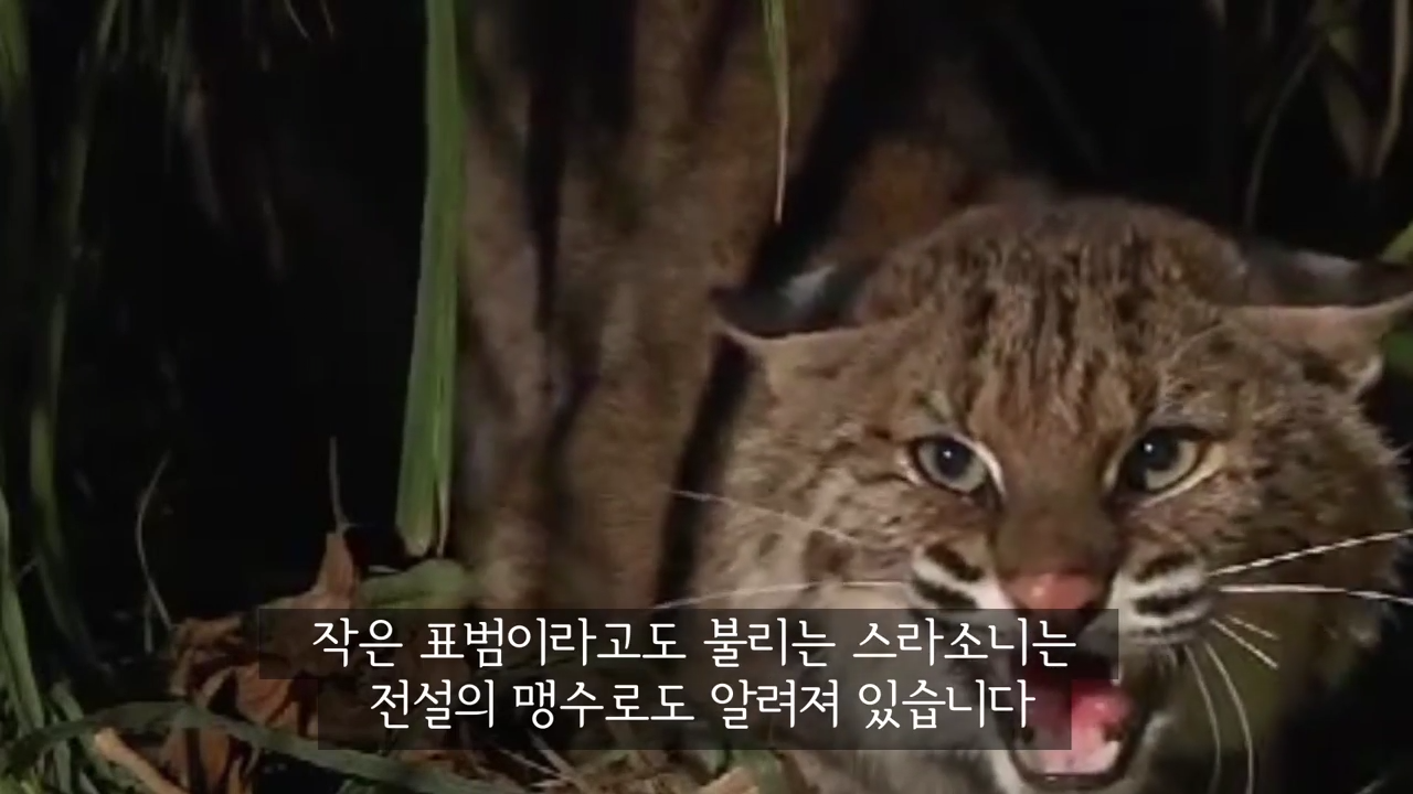 스라소니(고양이과 맹수)가 사는 동물원 우리에 빠진 길고양이.jpg | 인스티즈