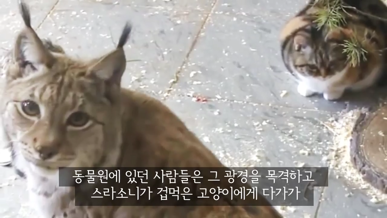 스라소니(고양이과 맹수)가 사는 동물원 우리에 빠진 길고양이.jpg | 인스티즈