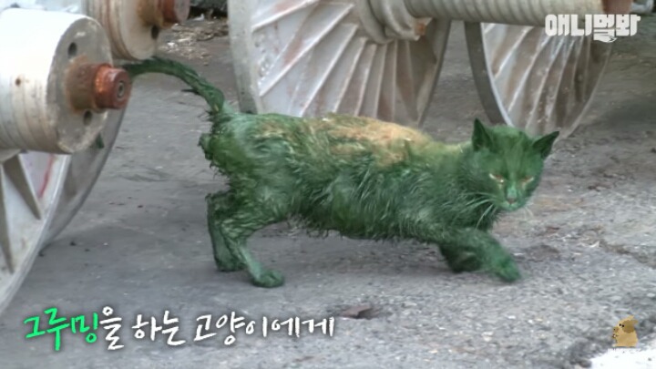 길고양이 학대하는 방법도 이젠 | 인스티즈