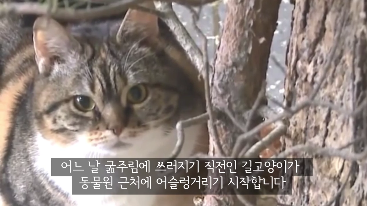스라소니(고양이과 맹수)가 사는 동물원 우리에 빠진 길고양이.jpg | 인스티즈