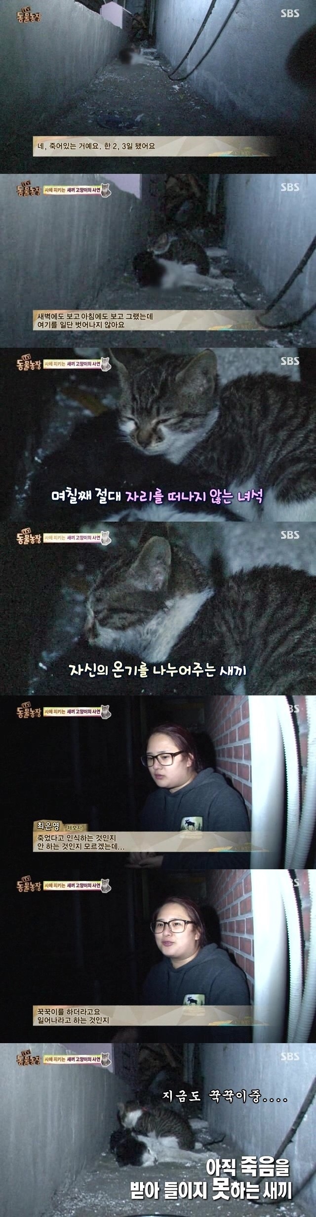 양아버지를 잃은 고양이ㅠㅠ | 인스티즈
