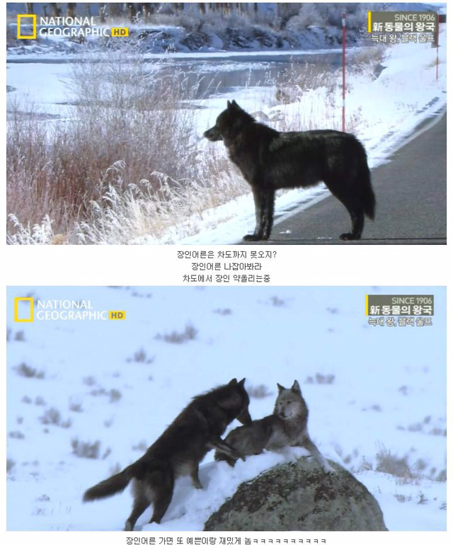 떠돌이 검은 늑대의 사랑.jpg | 인스티즈