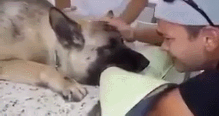 안락사를 지켜보는 주인.gif | 인스티즈