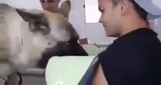 안락사를 지켜보는 주인.gif | 인스티즈