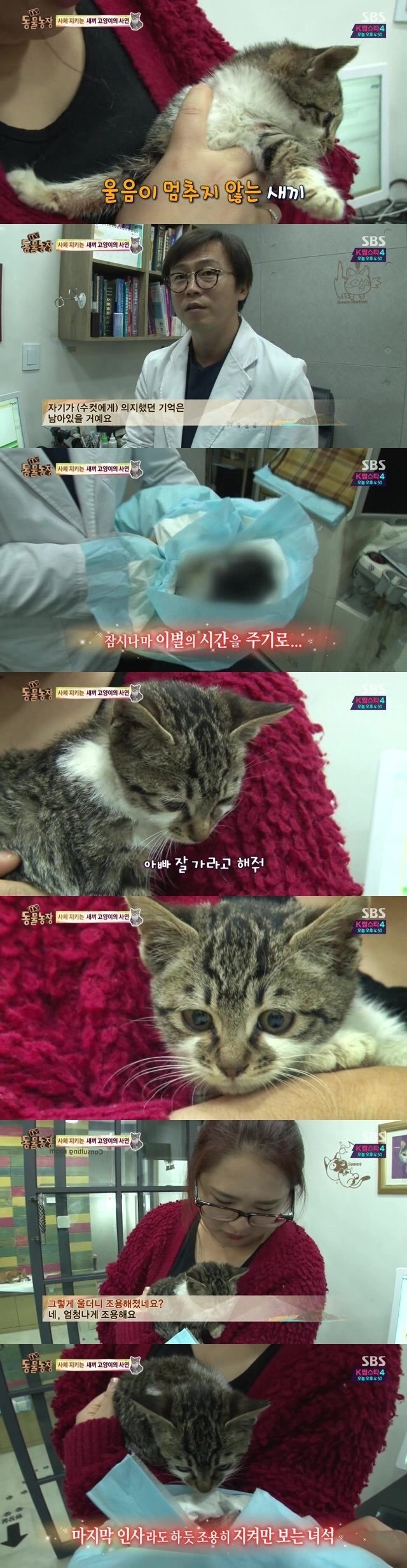 양아버지를 잃은 고양이ㅠㅠ | 인스티즈