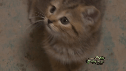 푸른거탑 새끼 고양이.gif | 인스티즈
