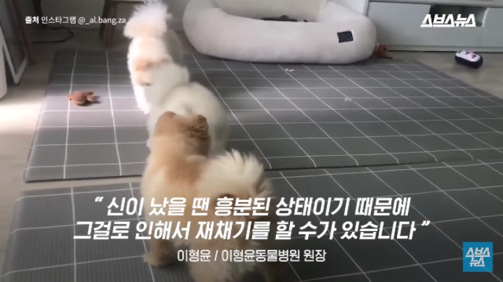 강아지가 신이 나면 재채기 하는 이유 | 인스티즈