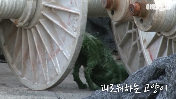 길고양이 학대하는 방법도 이젠 | 인스티즈