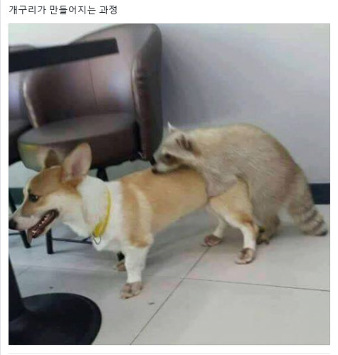 개구리가 만들어지는 과정 | 인스티즈