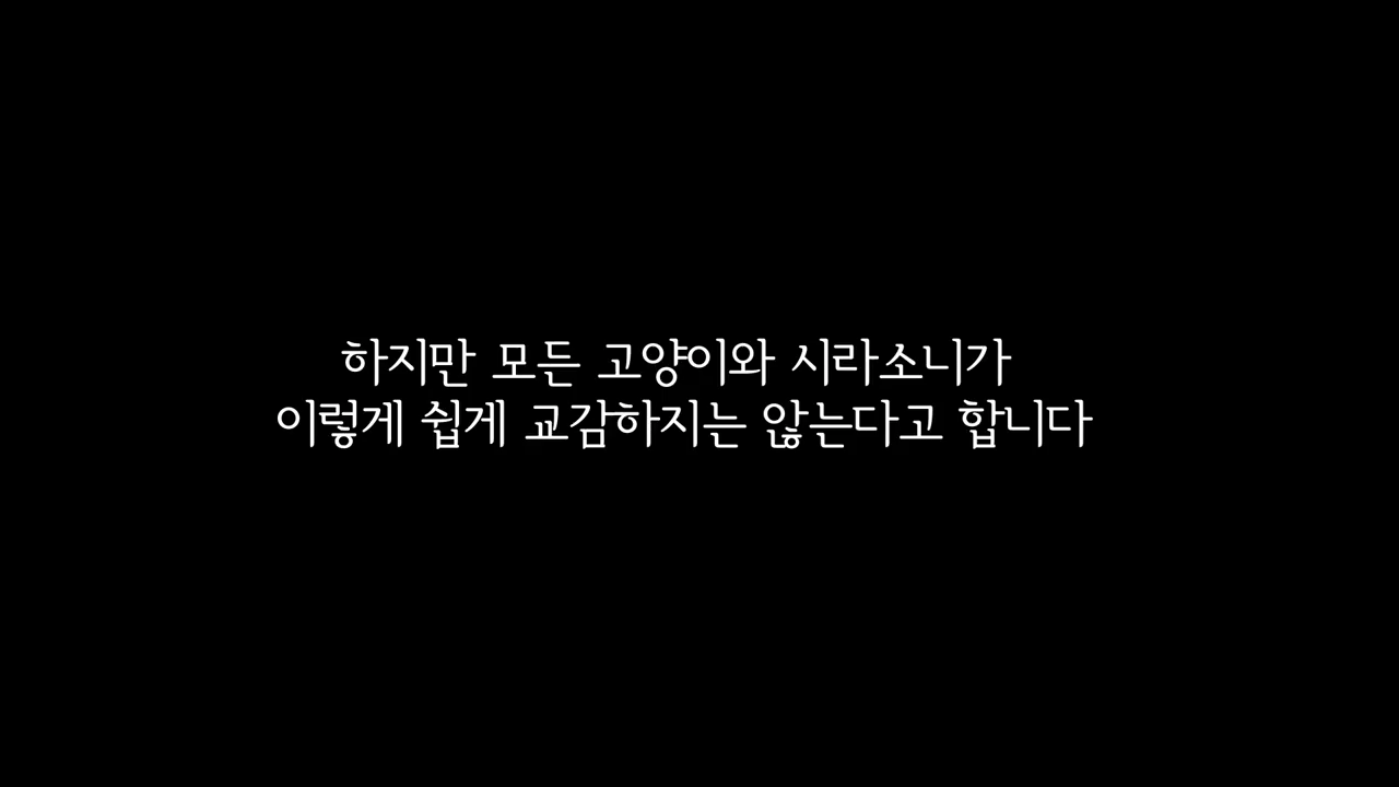 스라소니(고양이과 맹수)가 사는 동물원 우리에 빠진 길고양이.jpg | 인스티즈