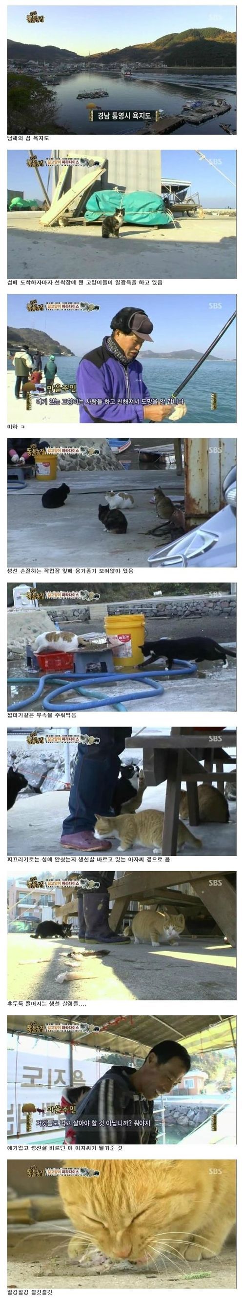 길고양이 파라다이스 | 인스티즈