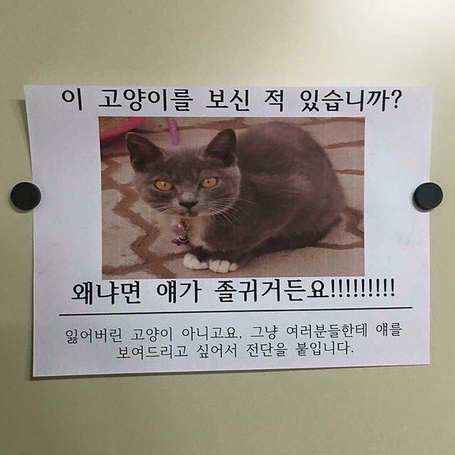 이 고양이를 보신 적 있습니까? | 인스티즈