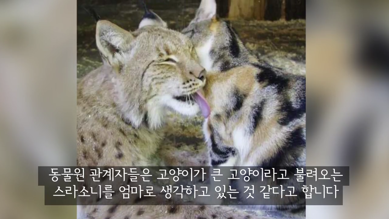 스라소니(고양이과 맹수)가 사는 동물원 우리에 빠진 길고양이.jpg | 인스티즈