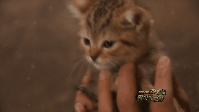 푸른거탑 새끼 고양이.gif | 인스티즈