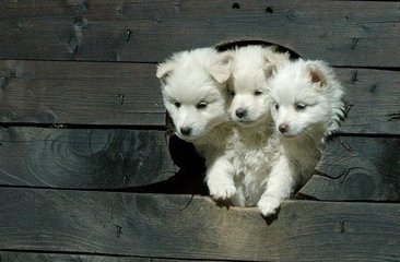 켈베로스 | 인스티즈