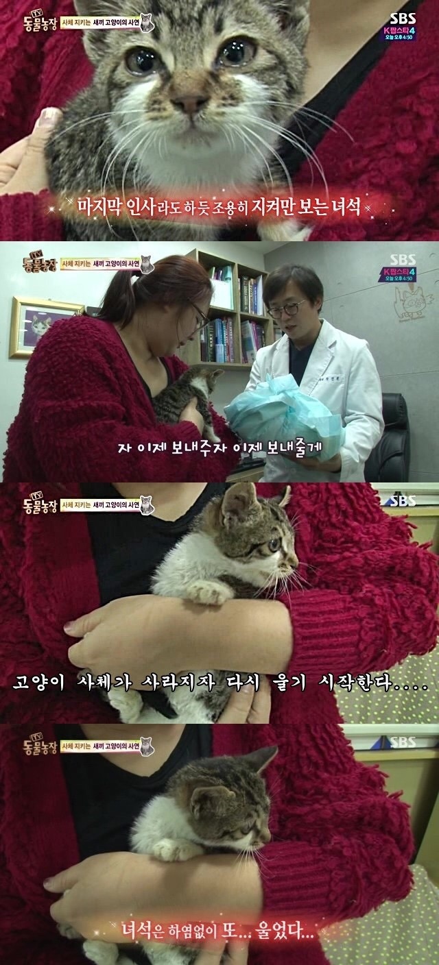 양아버지를 잃은 고양이ㅠㅠ | 인스티즈