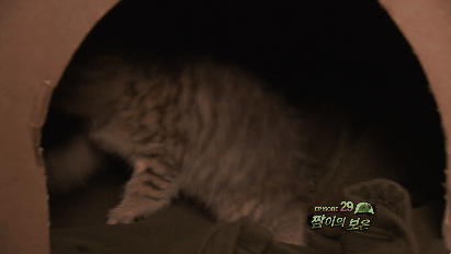 푸른거탑 새끼 고양이.gif | 인스티즈