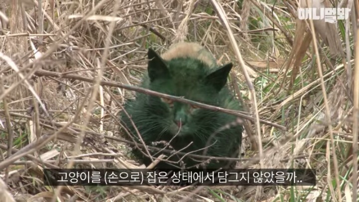 길고양이 학대하는 방법도 이젠 | 인스티즈